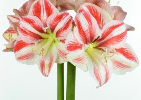 hippeastrum Clown (1)